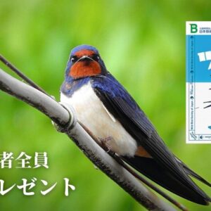 【無料】豊富な写真やイラストで学べる「ようこそツバメ」を希望者全員にプレゼント！